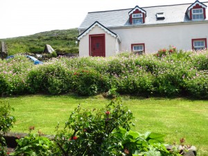 front of fuchsia text